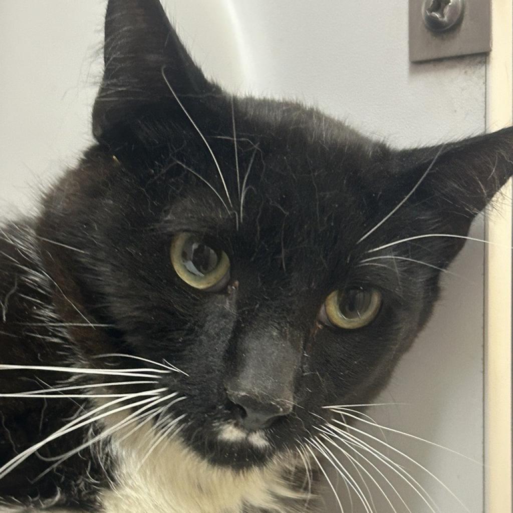 adoptable Cat in Kanab, UT named Ihop