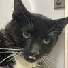 adoptable Cat in , UT named Ihop