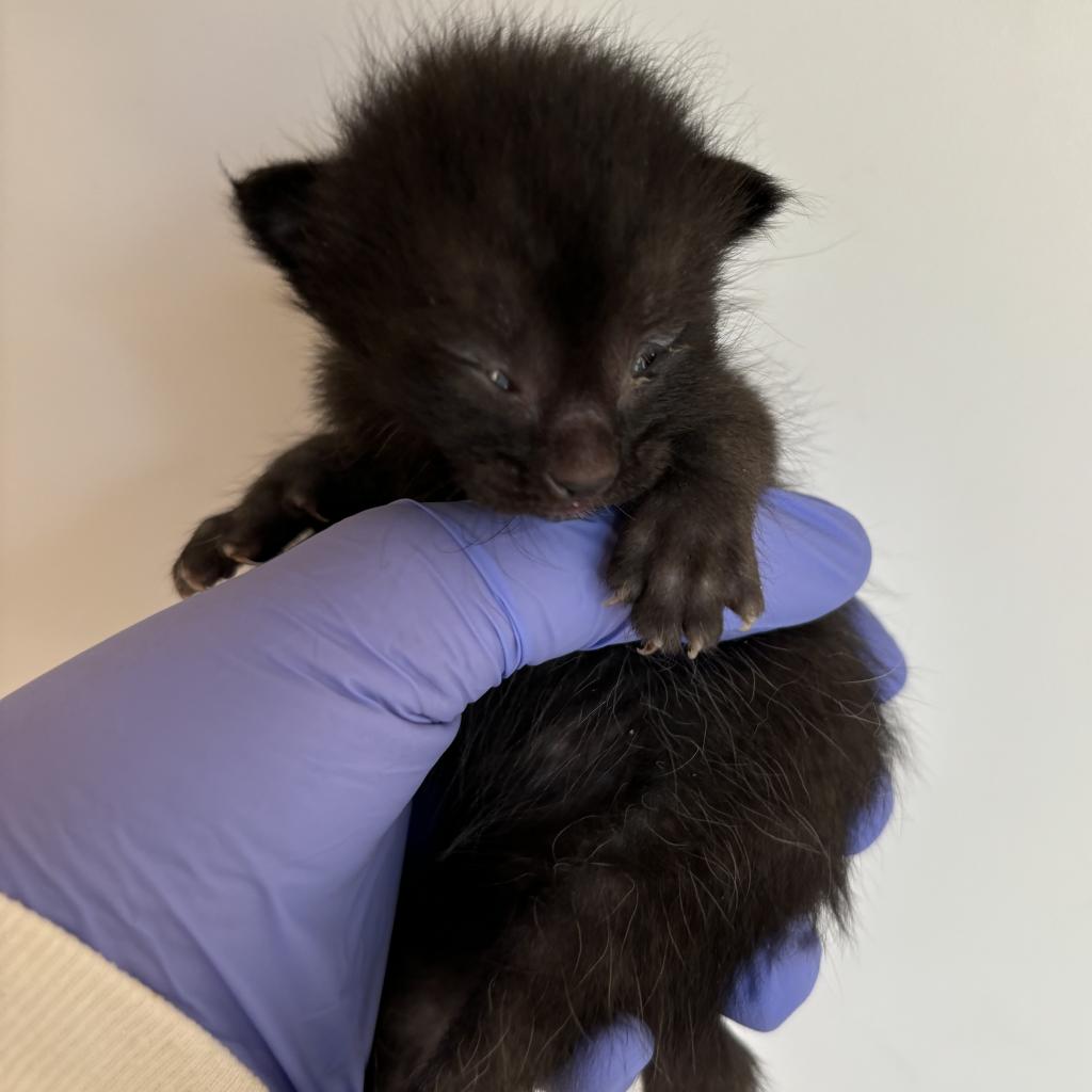 adoptable Cat in Kanab, UT named Merica