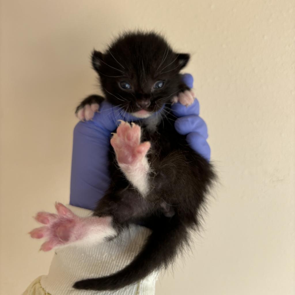 adoptable Cat in Kanab, UT named Firework