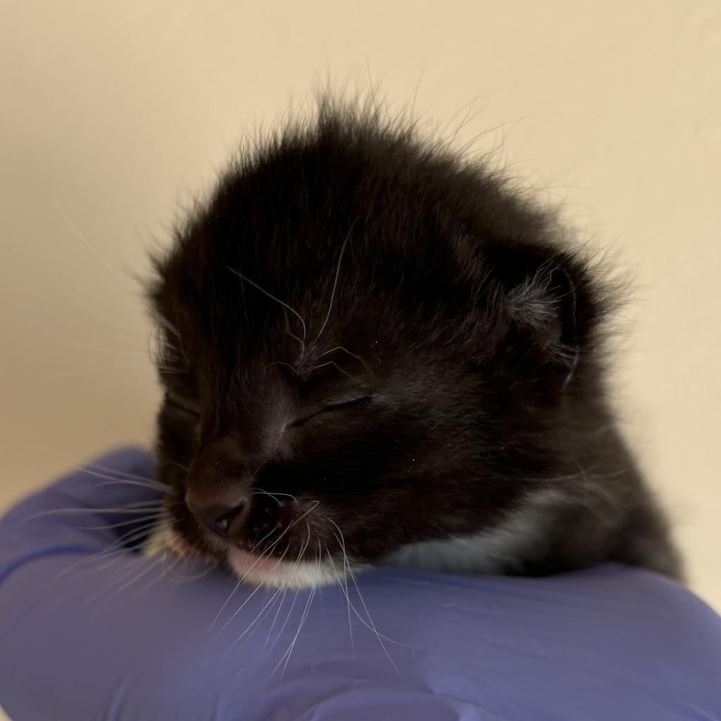 adoptable Cat in Kanab, UT named Sparkler