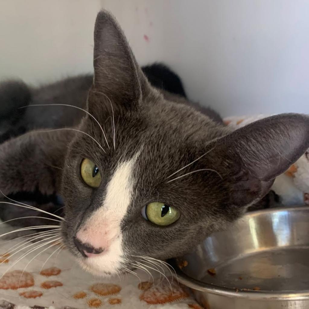 adoptable Cat in Kanab, UT named Betsy Ross