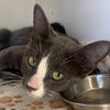 adoptable Cat in , UT named Betsy Ross