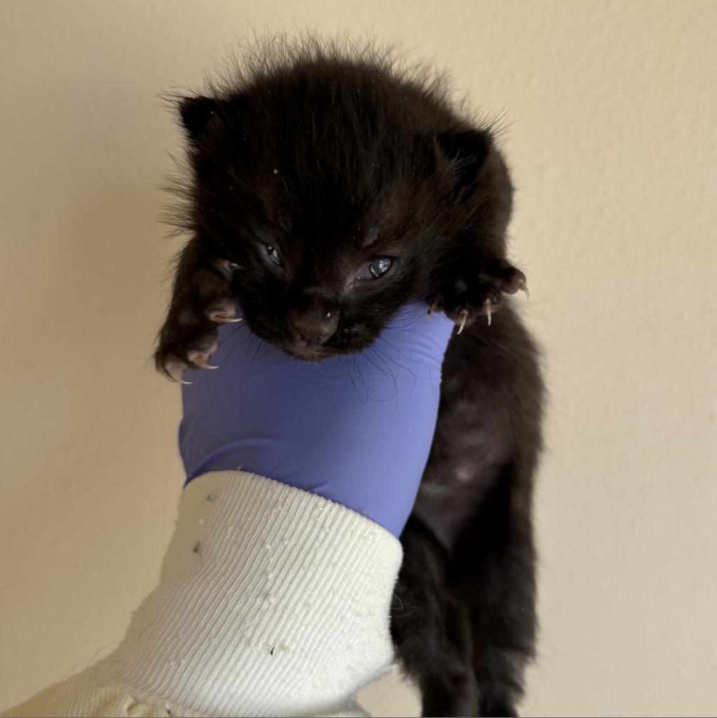 adoptable Cat in Kanab, UT named Red