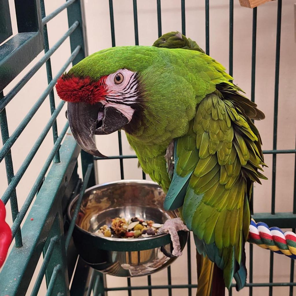 adoptable Bird in Kanab, UT named Charlie