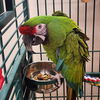 adoptable Bird in , UT named Charlie