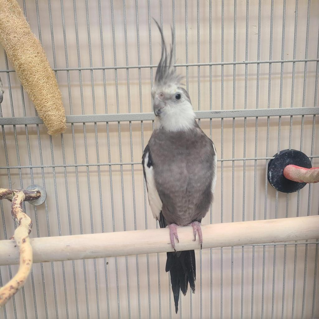 adoptable Bird in Kanab, UT named Hermod