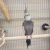 adoptable Bird in  named Hermod