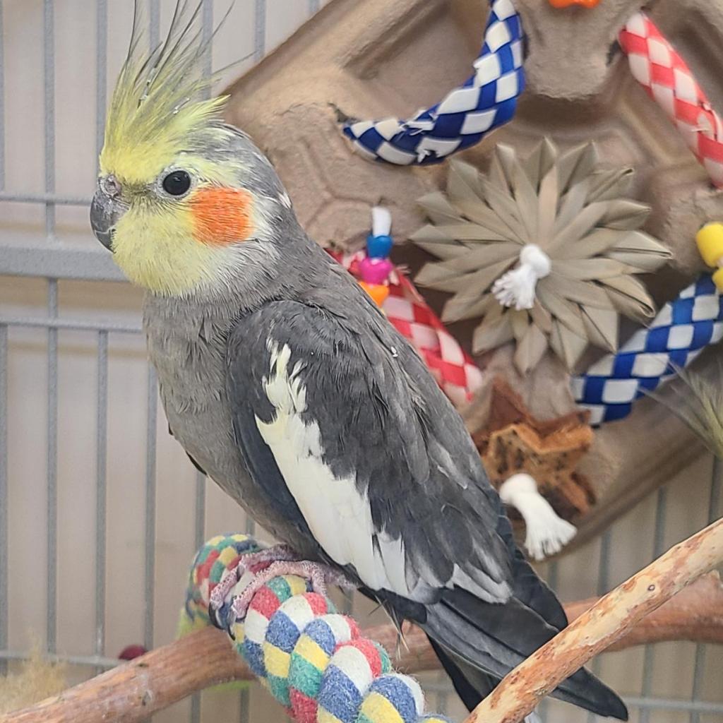 adoptable Bird in Kanab, UT named Odin