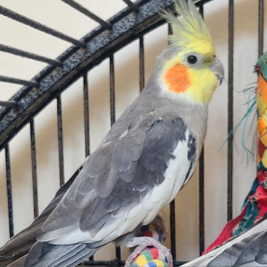 adoptable Bird in Kanab, UT named Tyr