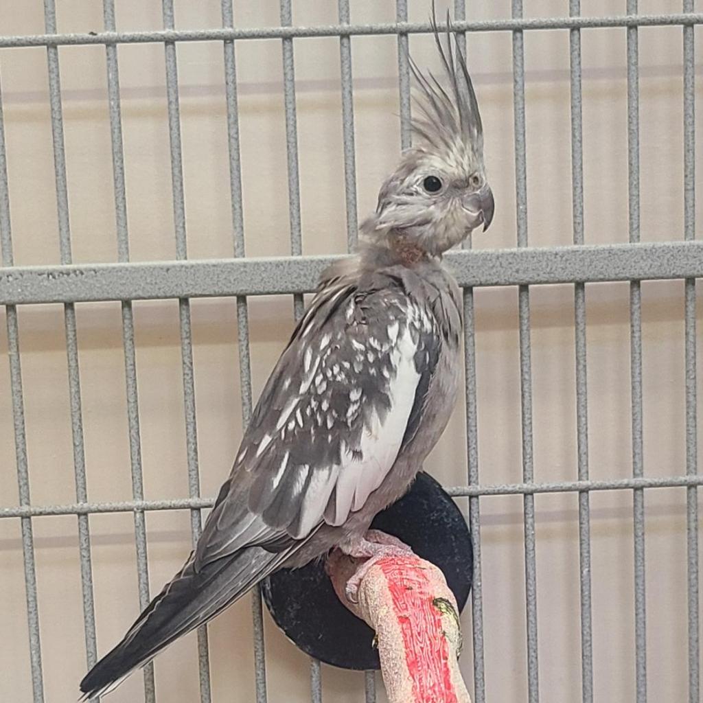 adoptable Bird in Kanab, UT named Freya