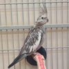 adoptable Bird in  named Freya