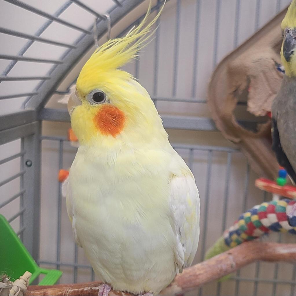 adoptable Bird in Kanab, UT named Alya