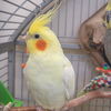 adoptable Bird in  named Alya