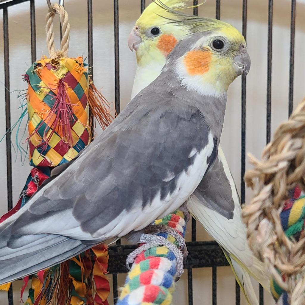 adoptable Bird in Kanab, UT named Heimdall