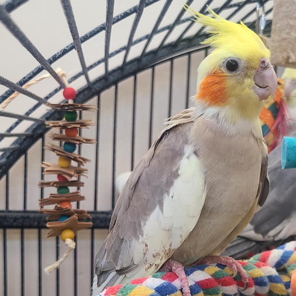 adoptable Bird in Kanab, UT named Vale