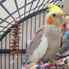 adoptable Bird in  named Vale