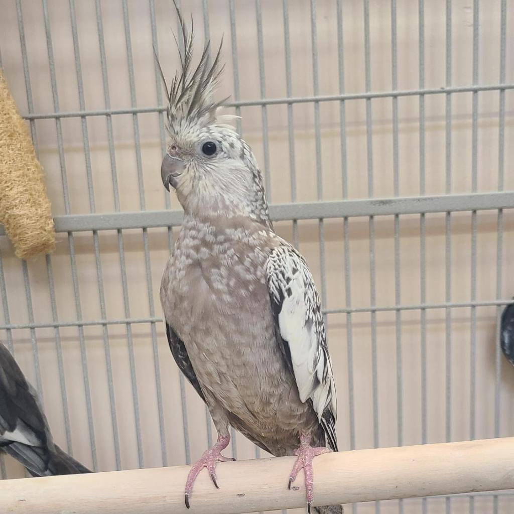 adoptable Bird in Kanab, UT named Elli