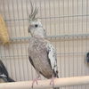 adoptable Bird in , UT named Elli