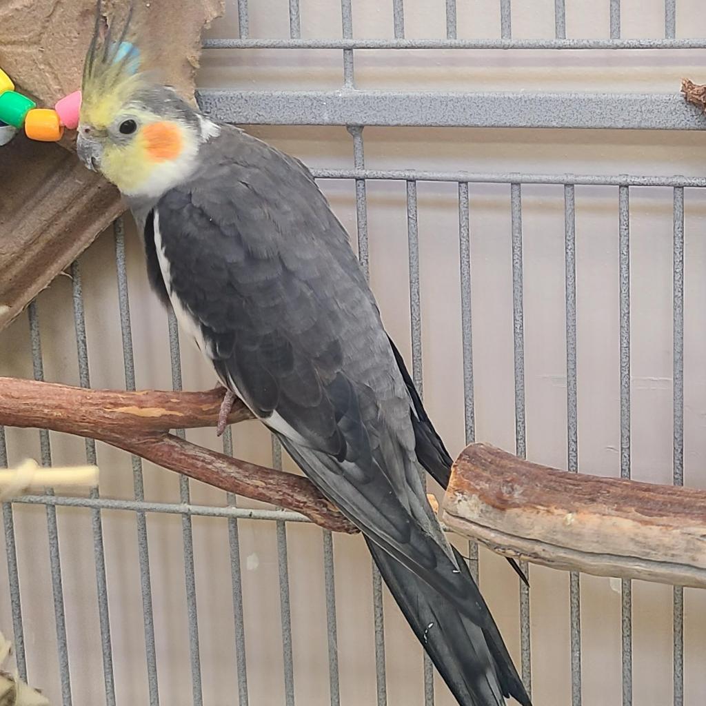 adoptable Bird in Kanab, UT named Frigs