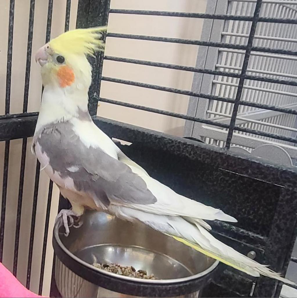 adoptable Bird in Kanab, UT named Njord