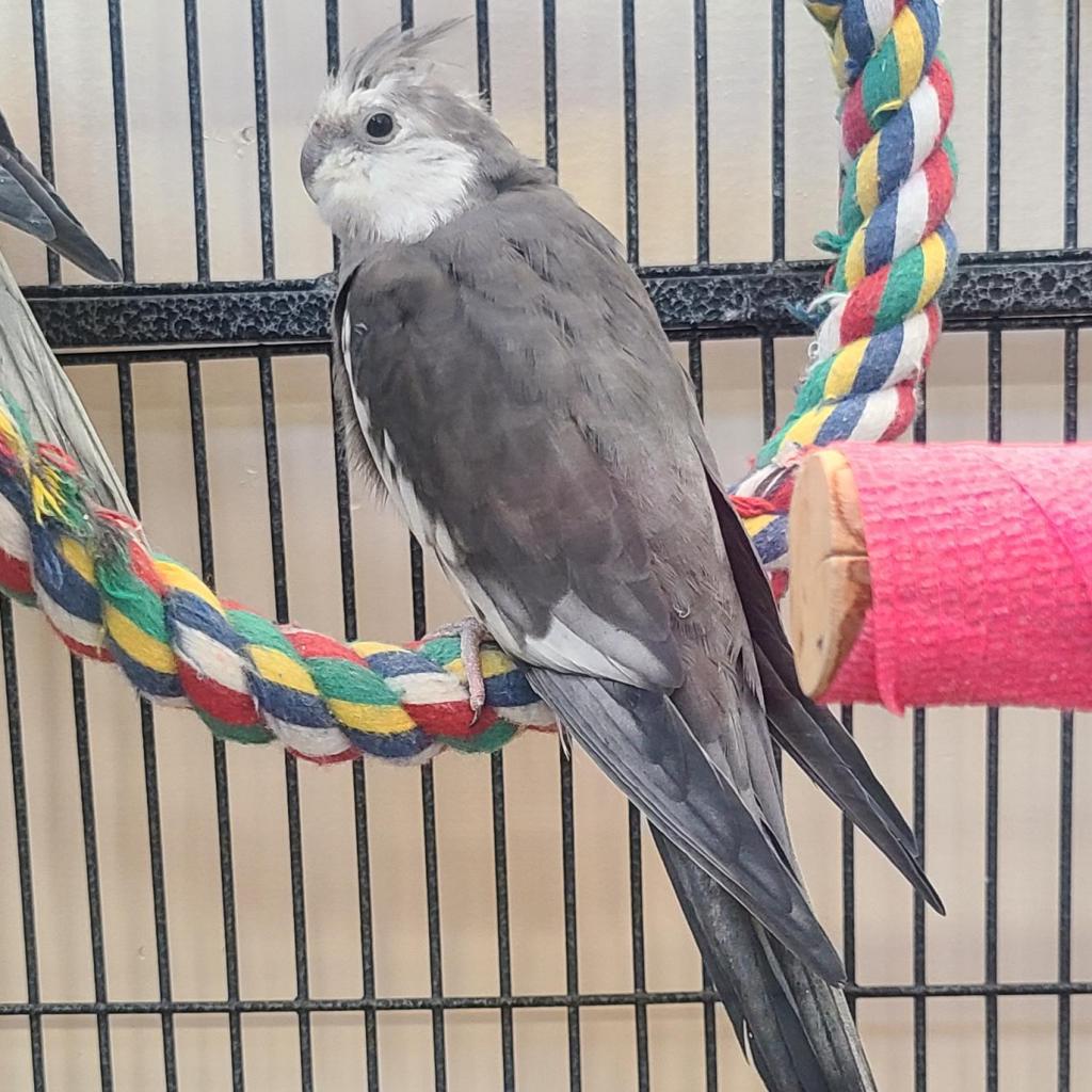 adoptable Bird in Kanab, UT named Vidar