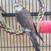 adoptable Bird in  named Vidar