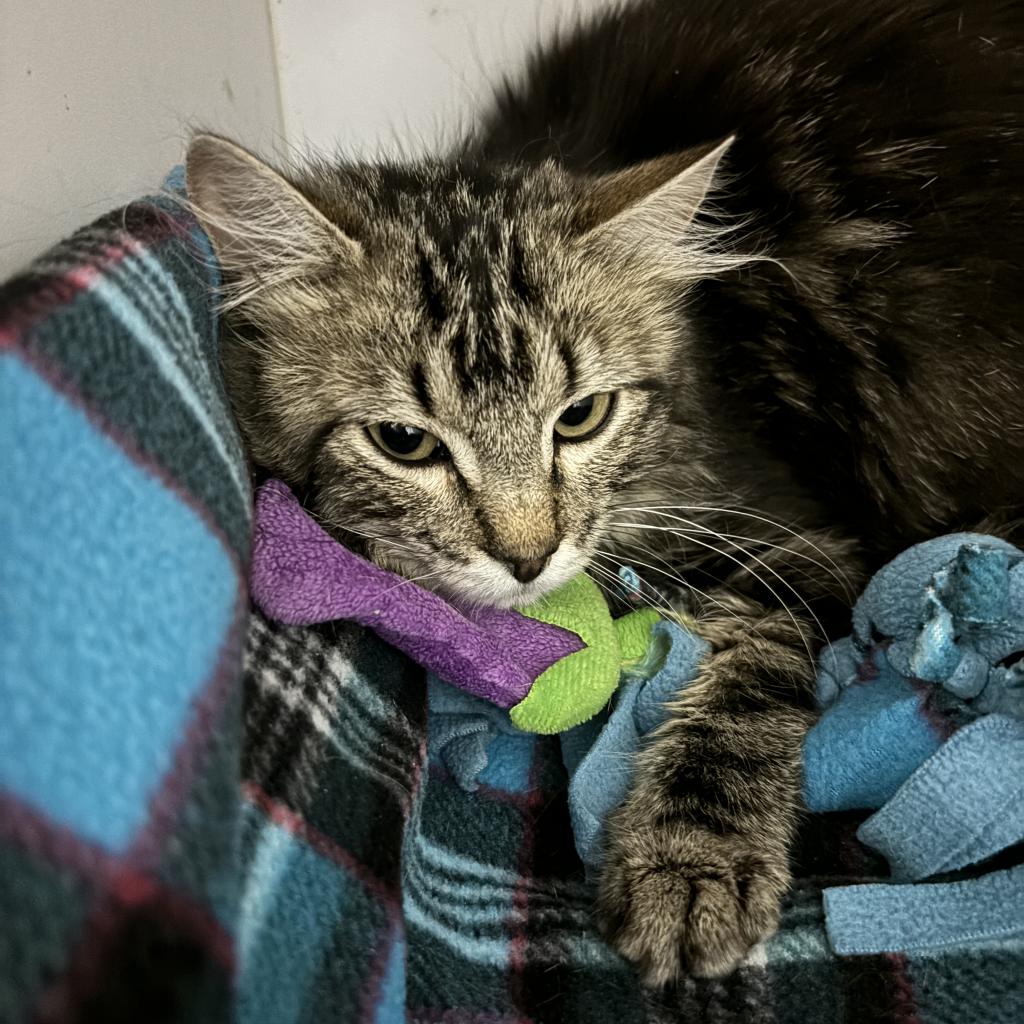 adoptable Cat in Kanab, UT named Shale