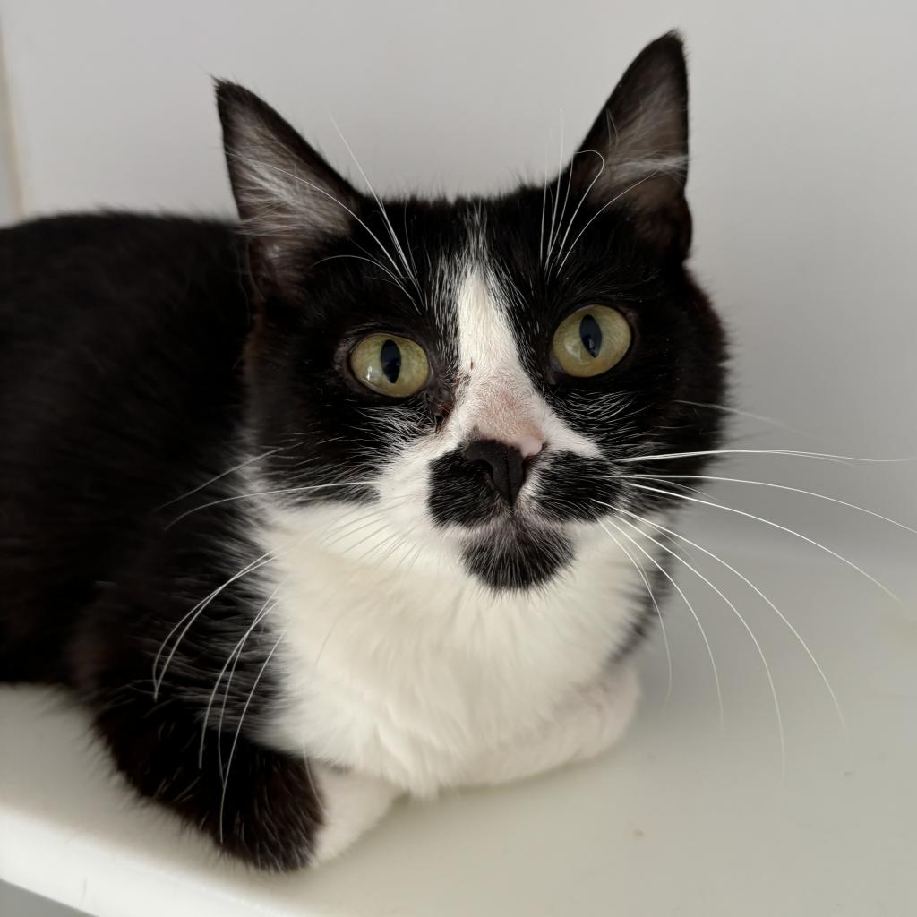 adoptable Cat in Kanab, UT named Puddin