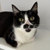 adoptable Cat in , UT named Puddin