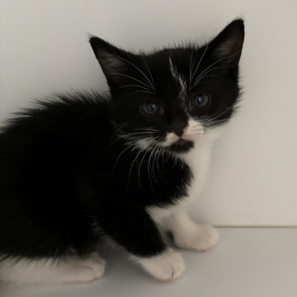 adoptable Cat in Kanab, UT named Tiramisu