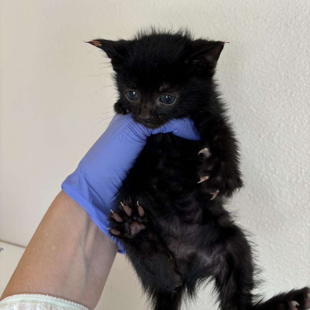 adoptable Cat in Kanab, UT named Parfait