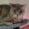 adoptable Cat in , UT named Truman Catpote