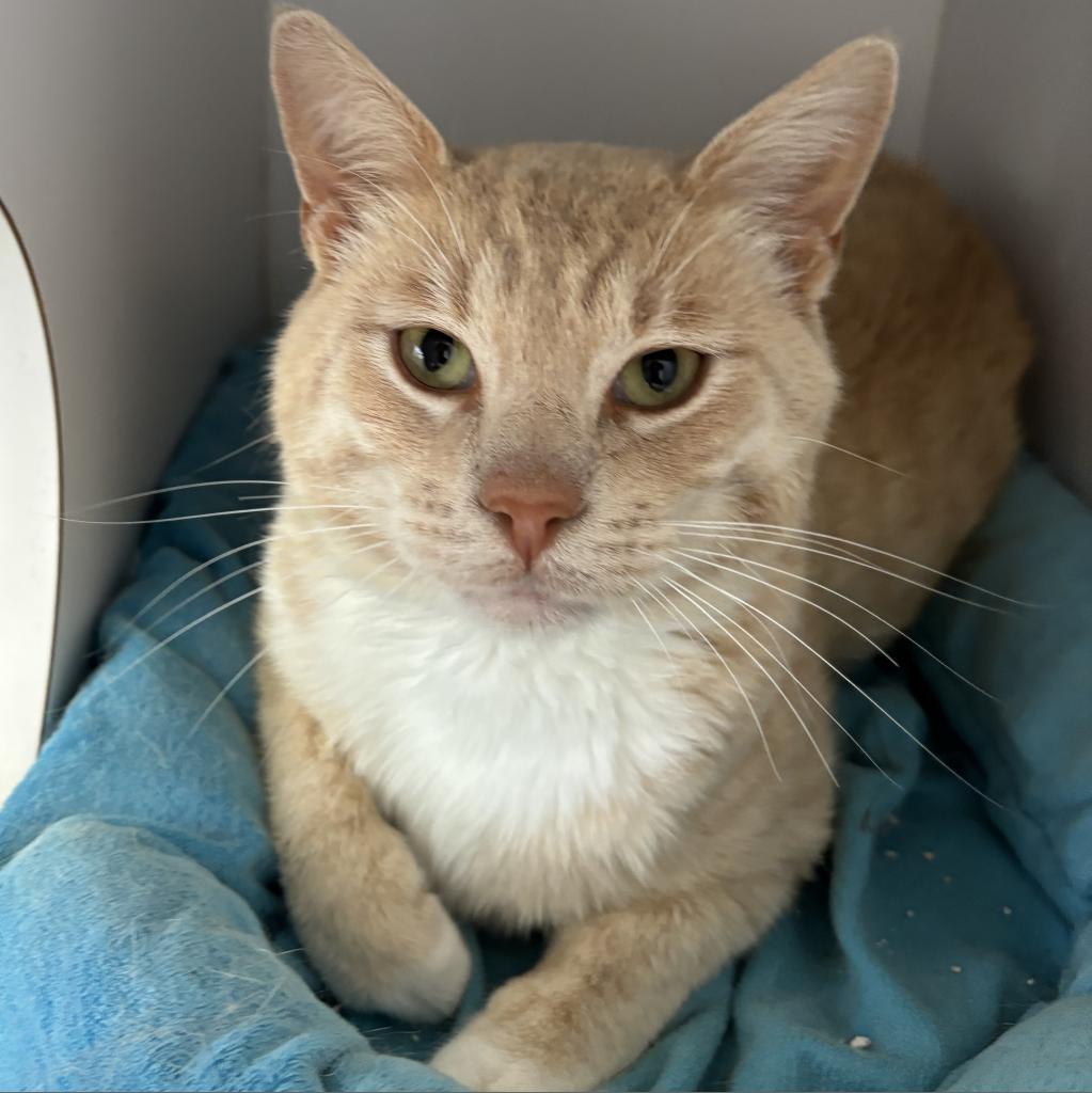 adoptable Cat in Kanab, UT named Abacus