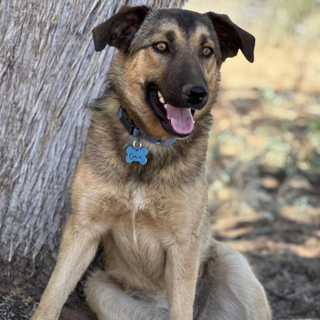 adoptable Dog in Kanab, UT named Gaia