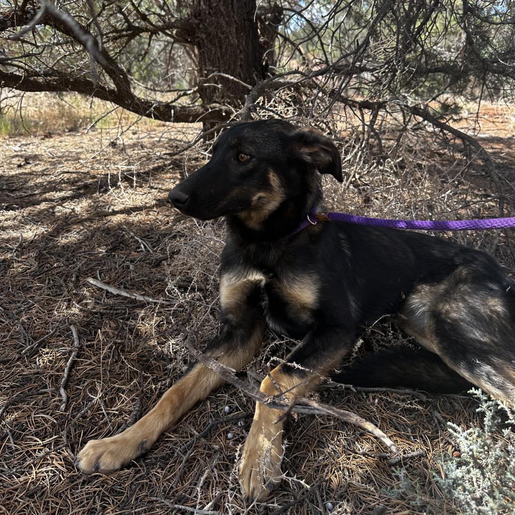 adoptable Dog in Kanab, UT named Pandora