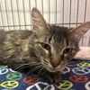 adoptable Cat in , UT named Endora