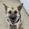 adoptable Dog in , UT named Ruthie