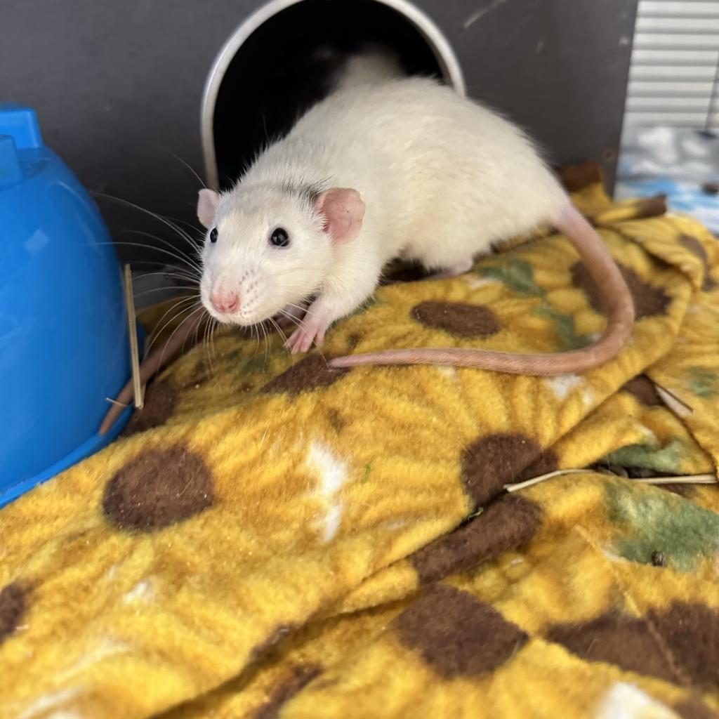 adoptable Rat in Kanab, UT named Grace