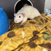 adoptable Rat in , UT named Grace