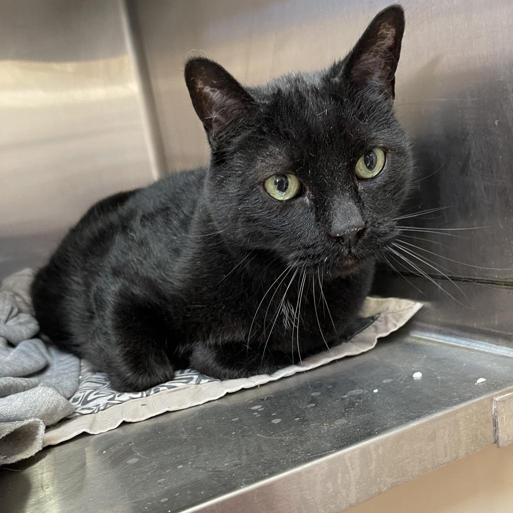 adoptable Cat in Kanab, UT named Dolemite