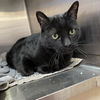 adoptable Cat in , UT named Dolemite