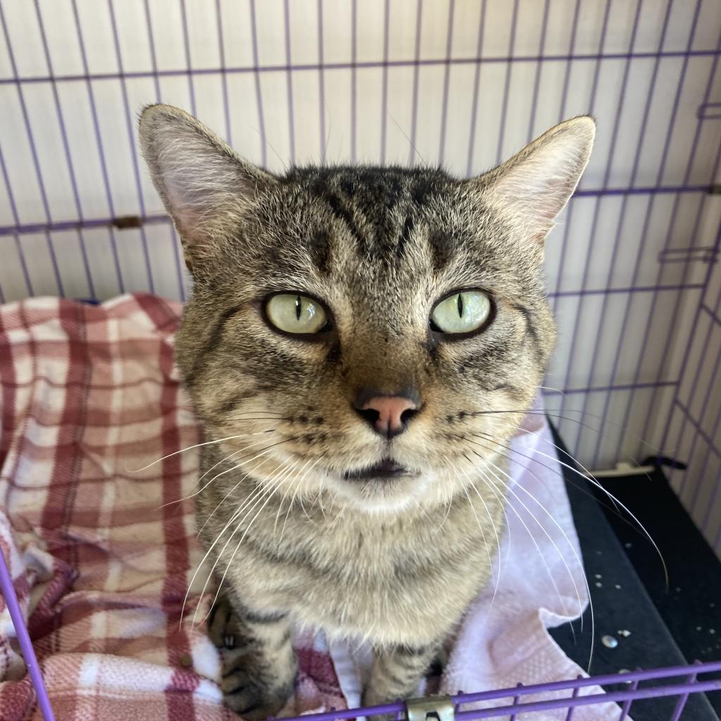 adoptable Cat in Kanab, UT named Chester