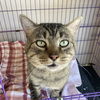 adoptable Cat in , UT named Chester