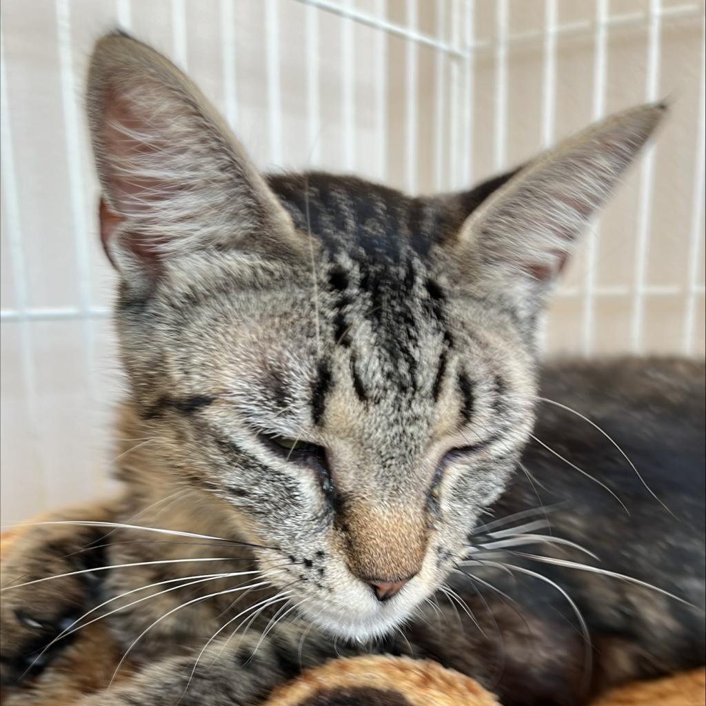 adoptable Cat in Kanab, UT named Malone