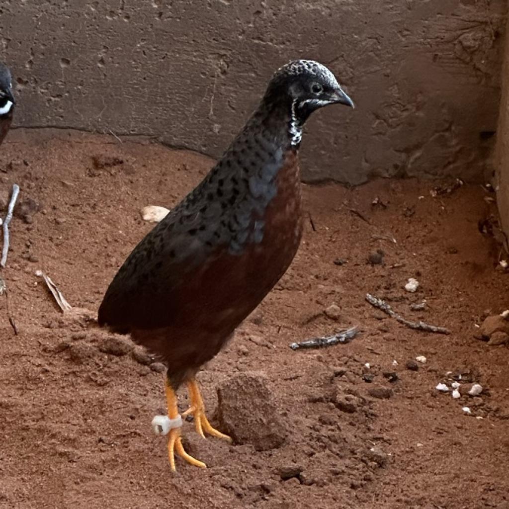 adoptable Bird in Kanab, UT named John