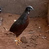 adoptable Bird in  named John