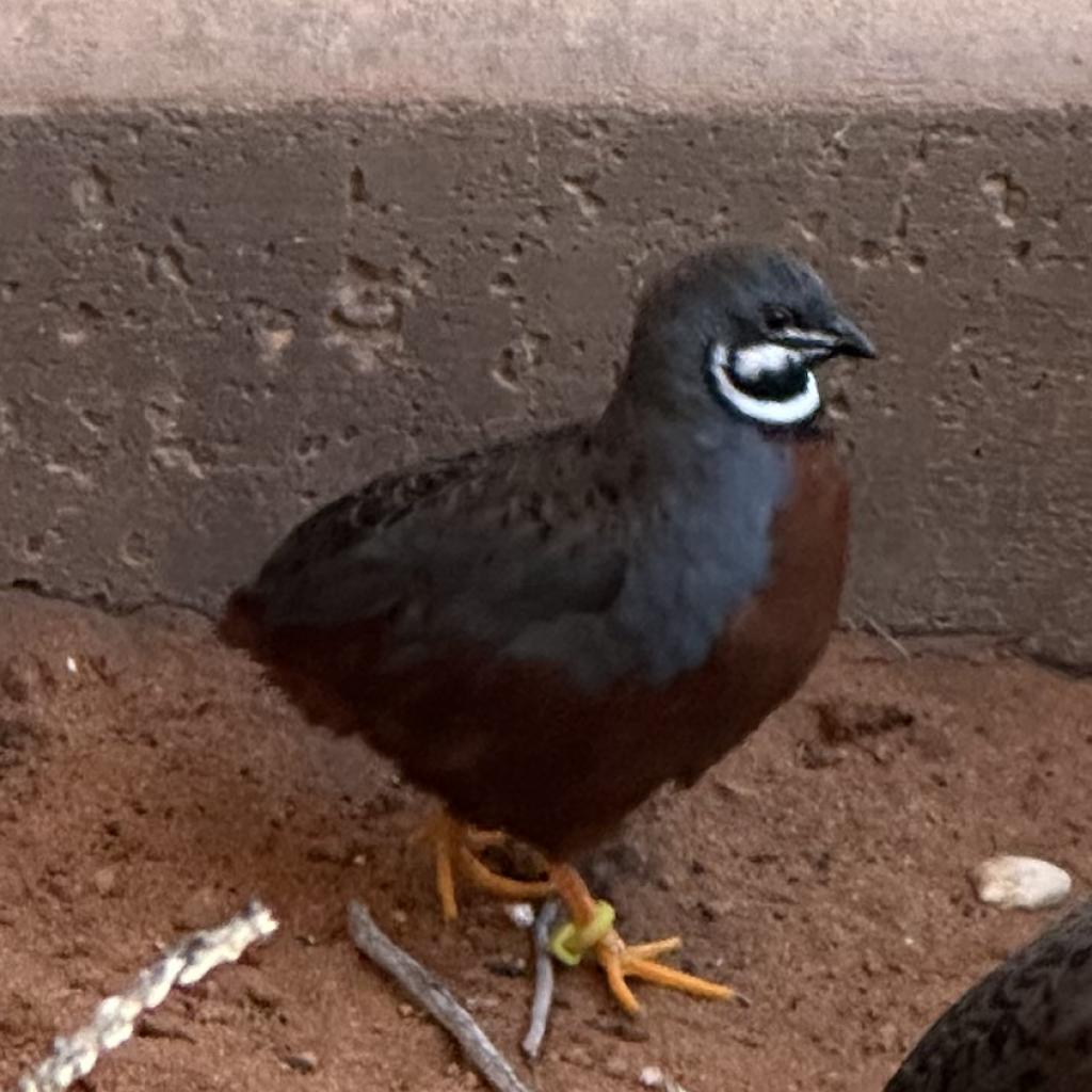 adoptable Bird in Kanab, UT named Paul