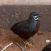 adoptable Bird in , UT named Paul