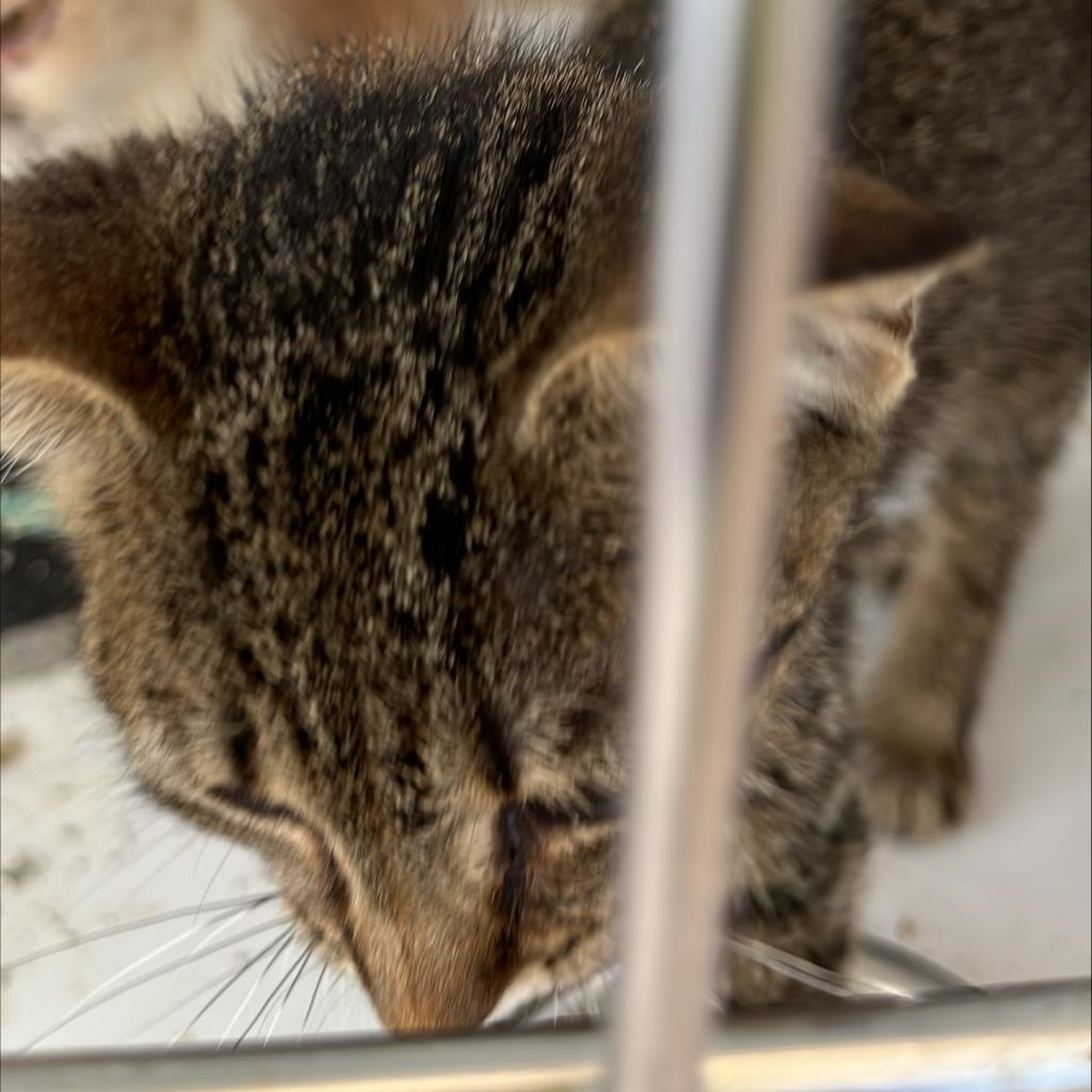 adoptable Cat in Kanab, UT named Estrella